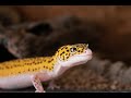 Music for leopard geckos (Increased eating/activity/breeding) 1 hour