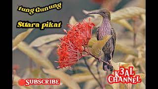 Download lagu Pijantung Gunung tembakan kasar _ pikat _ masteran mp3 Download lagu Pijantung Gunung tembakan kasar _ pikat _ masteran mp3