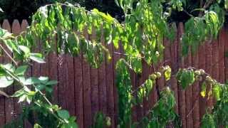 Aug 17, 2013 - Fruit Cocktail Tree Update -  Stop, Thief