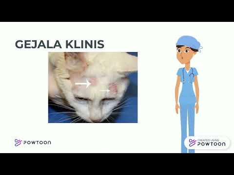 Skabiosis pada Kucing