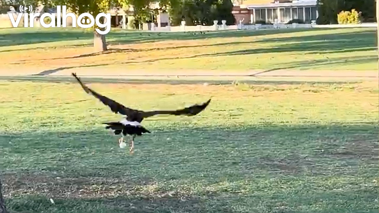 So Do I Write Down an Eagle on the Scorecard || ViralHog