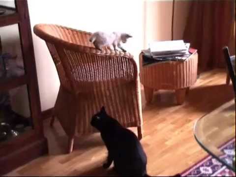 Baby Puffo and His Brother