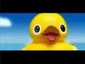 Ducks At Sea