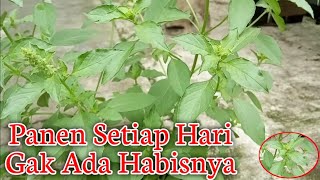 Download lagu How to Plant Basil in Polybags mp3