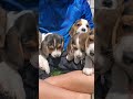 Beagle dogs for sale: Noah - Video 1