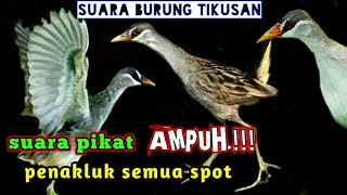 Download lagu suara pikat burung Tikusan-Terbukti Ampuh-penakluk semua spot mp3