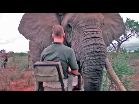 Extremely Close Elephant Encounter