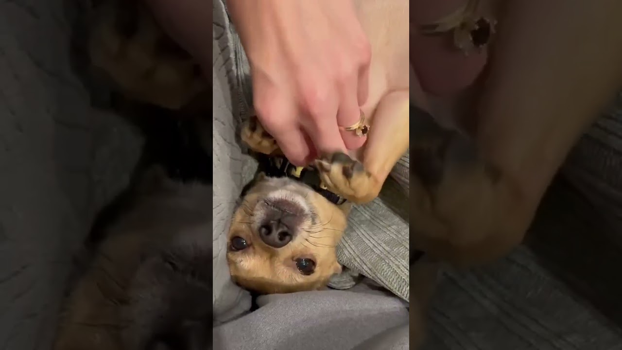Enlarge Dexter, a ADOPTABLE mixed breed in Boulder, CO video 2/6