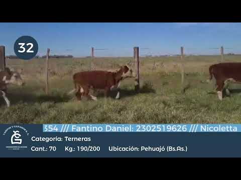 Lote Hembras - Carlos Tejedor, Bs As