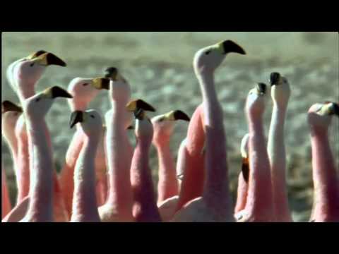 Sinfonía de Alabanza - Steve Green