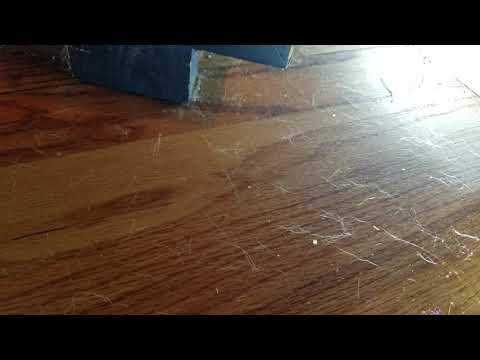 Crazy Ants Get Into the Snack Drawer in Howell, NJ