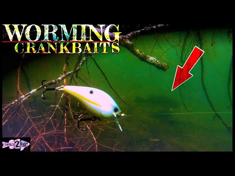 How to Worm a Squarebill for Summer Bass