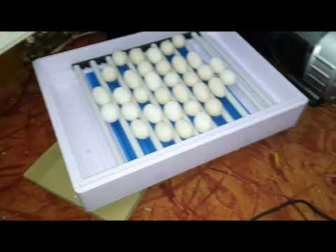 Brutstatus nach einer Woche