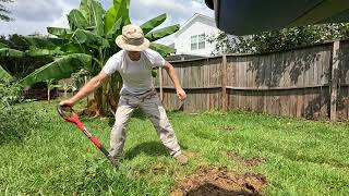 Backyard Potential: Banana Transplanting, Black Thai Pups