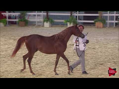 N.37 DELIELH AL RAYYAN - 2019 Qatar Int. Peninsula show - Fillies 2 years old (Class 2B)
