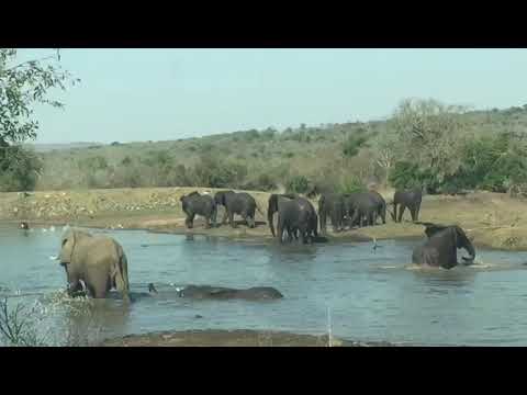Thula Thula elephant pool party ❤️🐘