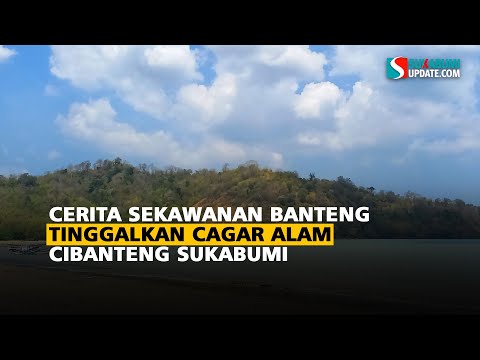 Cerita Sekawanan Banteng Tinggalkan Cagar Alam Cibanteng Sukabumi