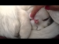 Белая кошка спит 
