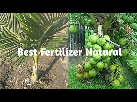 best fertilizer natural for coconut tree faster - coconut crops