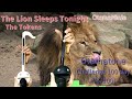 Otamatone 100 Day Challenge 75 100 The Lion Sleeps Tonight The Tokens