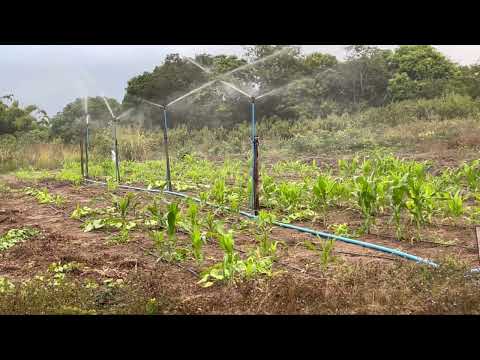 Nova irrigação por aspersão , melhor que eu já vi , vão se surpreender