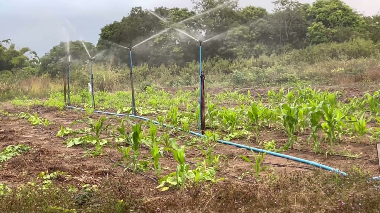 Nova irrigação por aspersão , melhor que eu já vi , vão se surpreender
