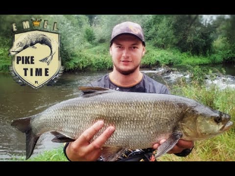 WIELKI boleń na spinning | 70cm na woblera #Dorado | mikado #Chubster w roli głównej