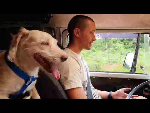 TRAVELING IN PANTANAL BRAZIL BY OLD VW KOMBI WITH A DOG, A LOT OF WATER