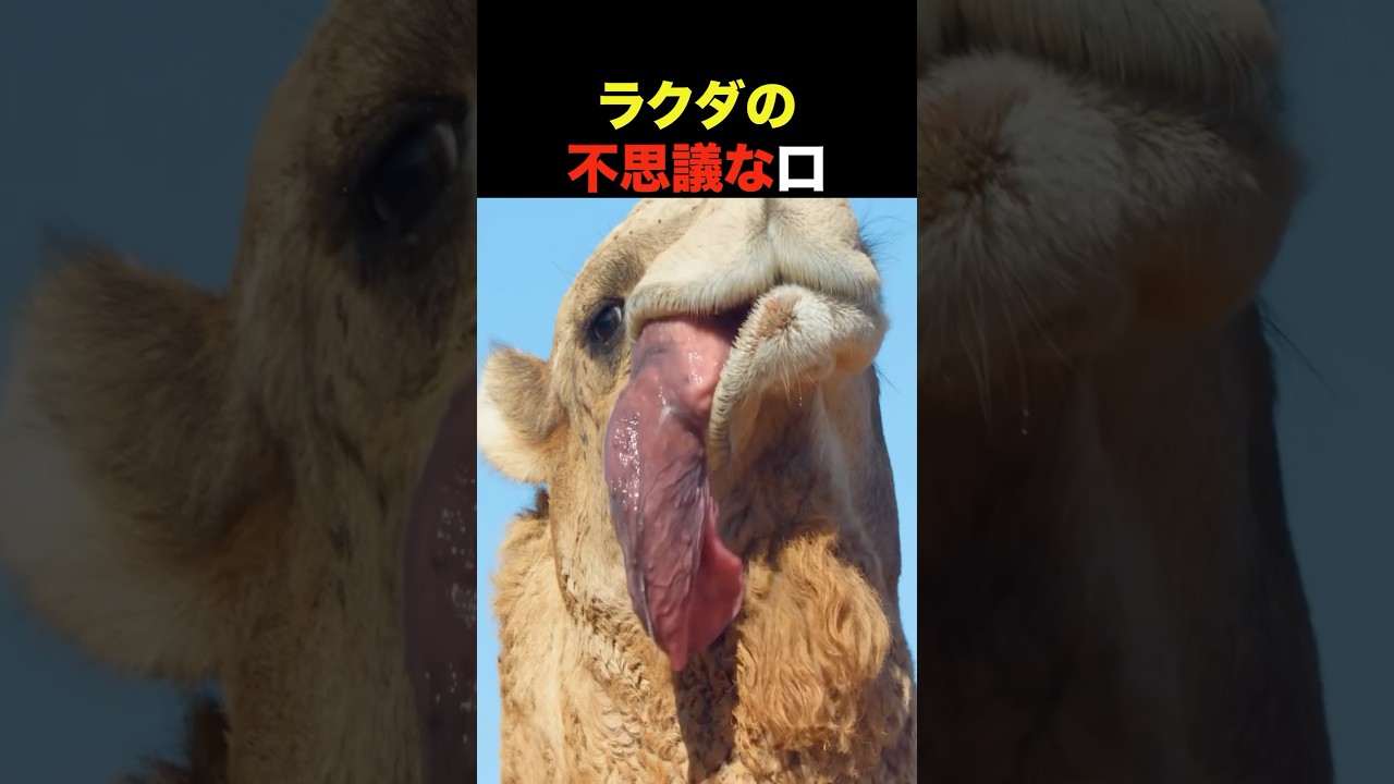 ラクダの不思議な口