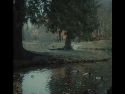 The Lonely Tree + rain