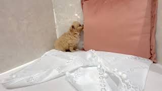 ハーフ犬の動画01
