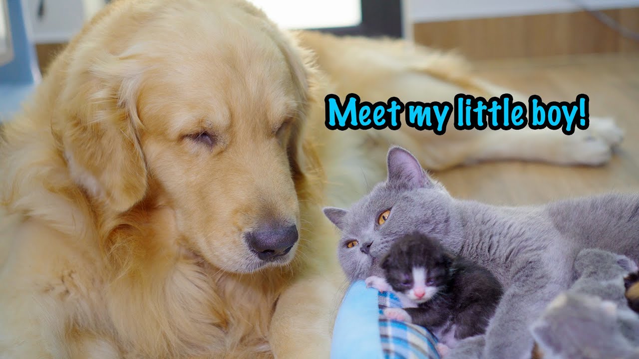 Mother Cat Introduces Newborn Kittens To The Golden Retriever Who Raised Her