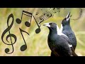 Australian Magpies Non-Stop Singing Compilation: Warbling & Carolling ( Complex Calls )