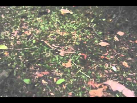 トビガエル（Flying frog)