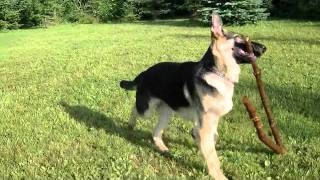 German Shepherd Puppies Love Logs!