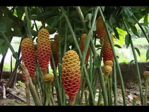 Finca Ecoturística La Gloria, Rivera, Huila - Finca en Rivera, Huila