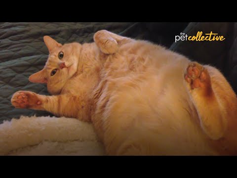 The Most Lovable FAT CATS 😍