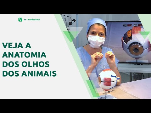 Veja a anatomia dos olhos dos animais