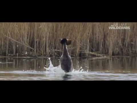 Introductieclip Balts