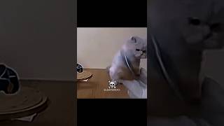 😺 X 🐶 #phonk #music #edit #capcut #cat #dog #trending #fyp #foryou #memes #edits #catlover