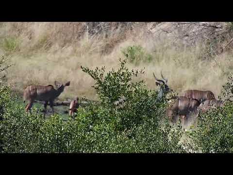 Djuma: Kudus-with young male attempting to mate - 12:17 - 05/06/19