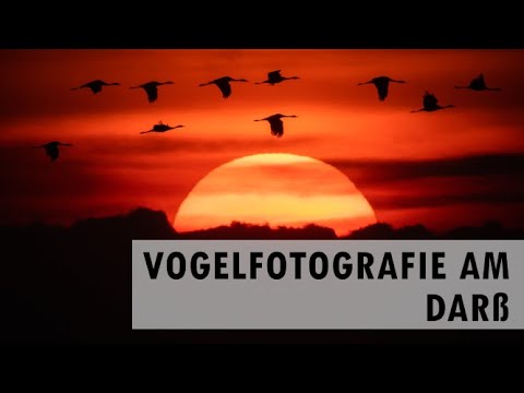Vogelfotografie am Darß - VLOG mit Marco