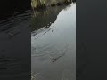 Video Thumbnail for #Slough Fishing Near Pitt Lake.