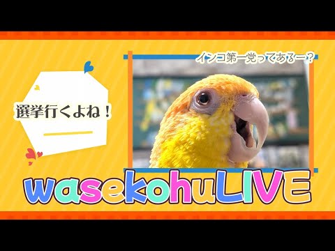 わせこふLIVE#265　期日前選挙行ってきます～