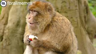 monkey template