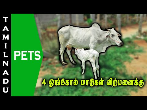 ஓங்கோல் மாடுகள் மற்றும் கன்றுகள் விற்பனைக்கு || Ongole cows for sale ||  Tamilnadu Pets || Tamil