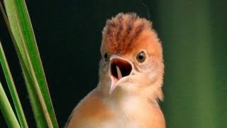 Download lagu Cici merah / salome (muda) Gacor cor mp3 Download lagu Cici merah / salome (muda) Gacor cor mp3