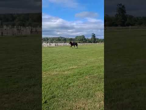 4yr old 15.2hh Filly - Image 2