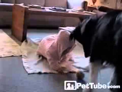Dog teach... Baby
