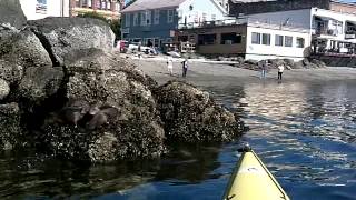 preview picture of video 'Sea Otter Family in Port Townsend'